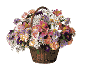 Country Days, picture