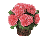 Carnation Expression, picture