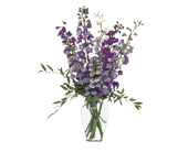 Delphinium Dreams, picture