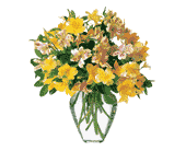 Sparkling Alstroemeria, picture