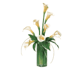 White Callas, picture