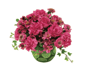 Hot Pink with Limes, picture