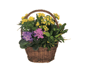 Petite European Basket, picture