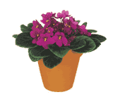 Vivacious Violets, picture