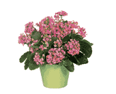 Pink Kalanchoe, picture