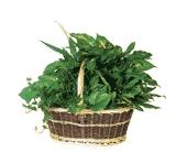 Large Basket Garden, picture