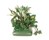 Small Garden Dish, picture