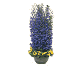 Distinguished Delphinium, picture