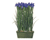 Iris Garden, picture