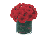 Red Gerbera Collection, picture