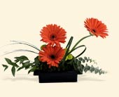 Teleflora's Zen Gerbera Bowl, picture