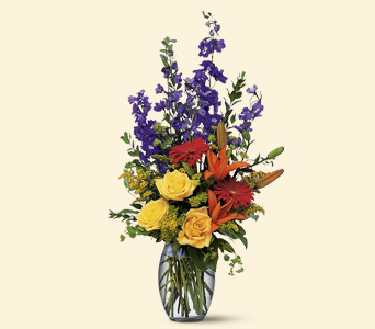 Colorful Sensation, picture