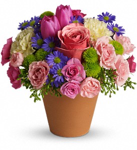 Spring Sonata in Scottsdale AZ, Stems