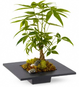 Money Tree in Scottsdale AZ, Stems