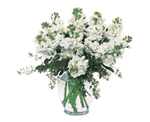 Stylish Stock, picture