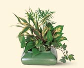 Small Garden Dish, picture