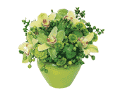 Shades of Green, picture