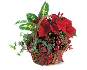 Holiday Planter Basket in Scottsdale AZ, Stems Fresh Flower Market