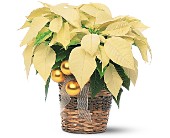 White Poinsettia in Scottsdale AZ, Stems Fresh Flower Market