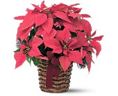 Poinsettia Basket in Scottsdale AZ, Stems Fresh Flower Market