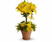 Yellow Fellow in Scottsdale�AZ, Stems Fresh Flower Market