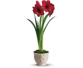 Teleflora's Merry Amaryllis in Scottsdale AZ, Stems Fresh Flower Market