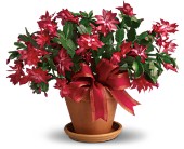 Merry Christmas Cactus in Scottsdale AZ, Stems Fresh Flower Market