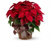 Large Red Poinsettia in Scottsdale AZ, Stems Fresh Flower Market