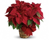 Red Poinsettia in Scottsdale AZ, Stems Fresh Flower Market