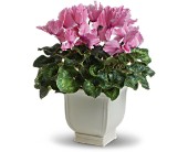 Sunny Cyclamen in Scottsdale AZ, Stems Fresh Flower Market