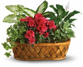 Plants Galore in Scottsdale AZ, Stems Fresh Flower Market