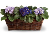 Sweet Violet Trio in Scottsdale AZ, Stems Fresh Flower Market
