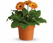 Rainbow Rays Potted Gerbera - Orange in Scottsdale AZ, Stems Fresh Flower Market