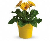 Rainbow Rays Potted Gerbera - Yellow in Scottsdale AZ, Stems Fresh Flower Market