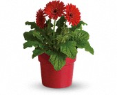 Rainbow Rays Potted Gerbera - Red in Scottsdale AZ, Stems Fresh Flower Market