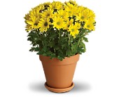 Sweet as a Daisy in Scottsdale AZ, Stems Fresh Flower Market