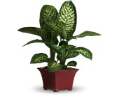 Delightful Dieffenbachia in Scottsdale AZ, Stems Fresh Flower Market