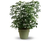 Amazing Arboricola in Scottsdale AZ, Stems Fresh Flower Market