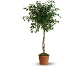 Towering Ficus in Scottsdale AZ, Stems Fresh Flower Market