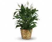 Simply Elegant Spathiphyllum - Large in Scottsdale AZ, Stems Fresh Flower Market