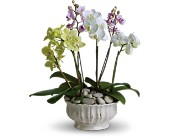 Regal Orchids in Scottsdale AZ, Stems Fresh Flower Market