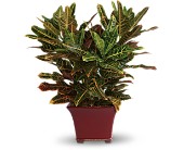 Stately Croton in Scottsdale AZ, Stems Fresh Flower Market