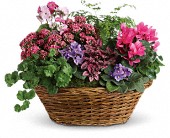 Simply Chic Mixed Plant Basket in Scottsdale AZ, Stems Fresh Flower Market