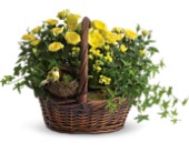 Yellow Trio Basket in Scottsdale AZ, Stems Fresh Flower Market