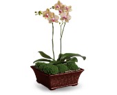 Divine Orchid in Scottsdale AZ, Stems Fresh Flower Market