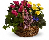 Blooming Garden Basket in Scottsdale AZ, Stems Fresh Flower Market