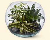 Stems... A Florist, Scottsdale, Arizona - Sphere of Tranquility, picture