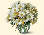 Stems... A Florist, Scottsdale, Arizona - Daisy Cheer, picture