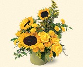 Stems... A Florist, Scottsdale, Arizona - A Pot of Sunflowers, picture