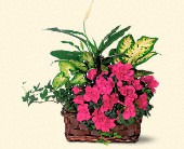 Stems... A Florist, Scottsdale, Arizona - Azalea Attraction Garden Basket, picture